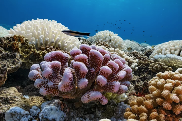 PHOTO: ALEXIS ROSENFELD/GETTY IMAGES.Two live corals are pictured in front of bleached white, dying corals. Experts warn that on our current path, 90% of all reefs will be dead by 2050.