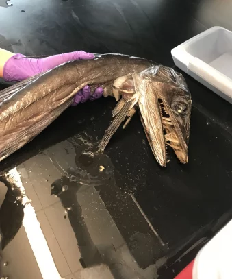 PHOTO: REFINERY29.NOAA researchers find plastic in the majority of the dead fish they dissect.