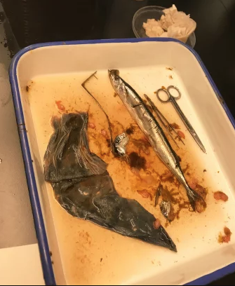 PHOTO: REFINERY29.An indecipherable piece of plastic floats in a dissection tray before being cataloged and stored by NOAA researchers.