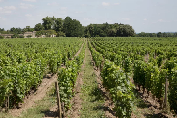 Mathilde and Bertrand Thomas' family vineyard in Bordeaux, France.