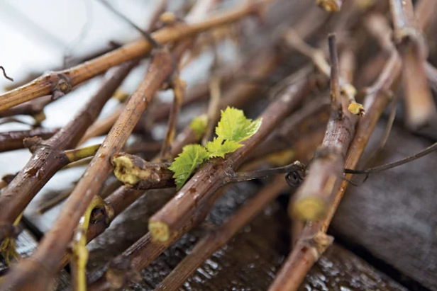 We've learned vineyard stalks house the best natural resveratrol.