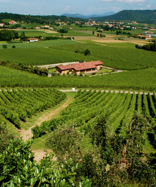 PHOTO: COURTESY OF RONCO CALINO WINERY.
