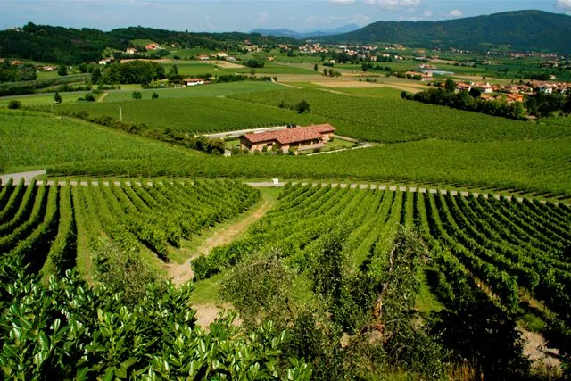 PHOTO: COURTESY OF RONCO CALINO WINERY.
